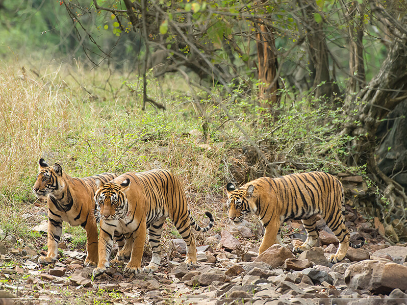 Indien Rundreise: Auf Safari im Nationalpark Ranthambore
